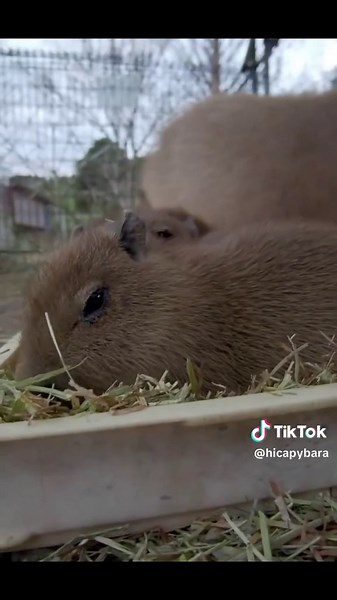 Adorable Baby Capybara Moments