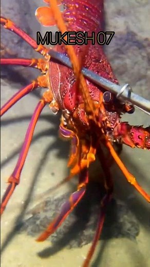 Every Sea Creature Has a Price! 💰 Ocean Treasure Hunt