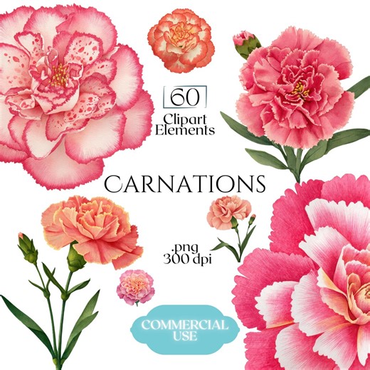 Carnation Clipart, Watercolor Flower Graphics, Carnation Illustrations (60 Files, Transparent Background) - Etsy