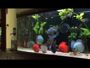 Discus aquarium 620 l