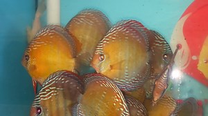 29K views · 830 reactions | Wild nhamunda red/semiroyal | Chens Discus UK | Facebook