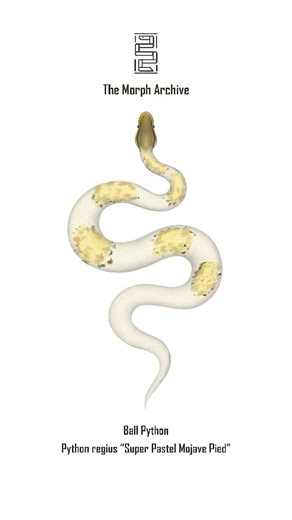 Illustration of the Super Pastel Mojave Pied Ball Python by The Morph Archive / Mingo Art