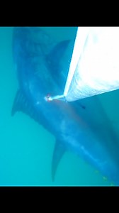 What happens when you harpoon a tuna? | My Fishing Cape Cod