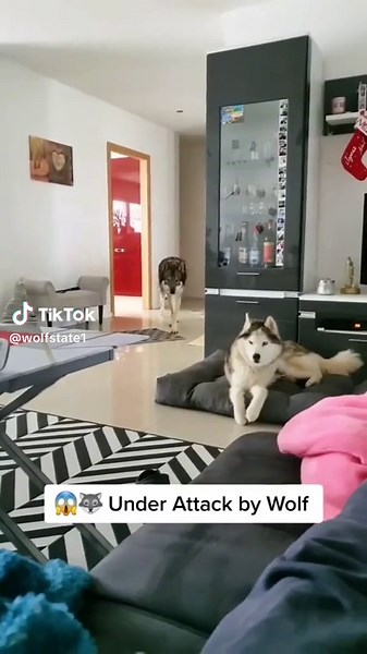Wolf dog - Czechoslovakian Wolf Dog Breed Information