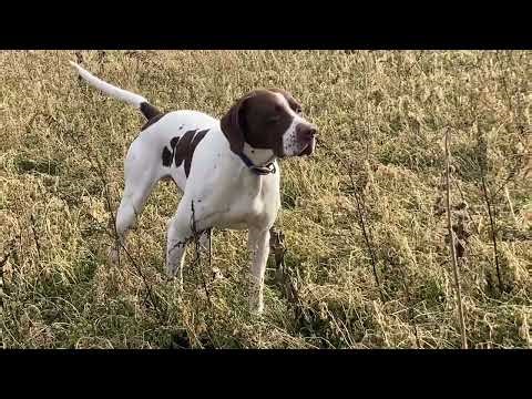 Chosen Elhew Arrow - RockDove.com