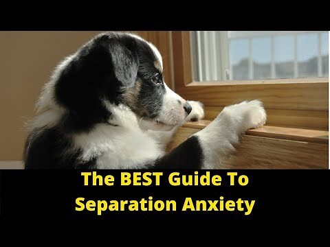 Dog Training: How To Cure Separation Anxiety In Dogs And Puppies