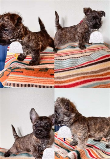 ✨ 7-Week Cairn Terrier Puppy Update ✨ Our Cairn Terrier puppies are officially 7 weeks old, and it’s hard to believe how quickly they’ve grown. This stage is one of our favorites—when their personalities really shine and you can begin to see the companions they’re becoming. At seven weeks, the puppies are: \t•\tConfident, curious, and people-focused \t•\tActively playing, problem-solving, and exploring their environment \t•\tComfortable being handled and interacting with both adults and children