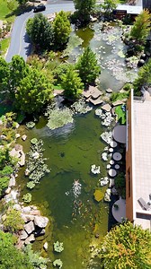 368K views · 6K reactions | There’s nothing quite like swimming in a 600,000 Gallon Recreational Swim Pond Filled With Koi | Ed The Pond Professor | Facebook