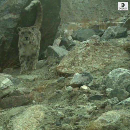 KITTY CLOSE-UP: United Nations highlighting plight of threatened snow leopards on World Environment Day. https://abcn.ws/3gYRdLh | ABC News