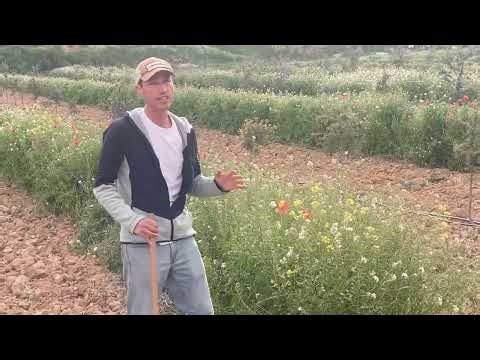 regenerative truffle farming micofora