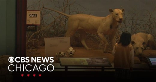 Field Museum expert tells story of the Lions of Tsavo
