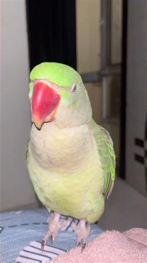 bolne wale tota #talkingparot #parrot