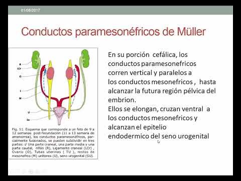 Embryology of the Female Genital System - Gynecology - Class 2