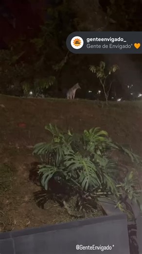 GENTE DE ENVIGADO® 🧡 on Instagram: "📣 Nos comparten: " Hola gente, Perro Zorro en la unidad Tierra Grata Bruja Magica. Gracias por ser la voz de los Envigadeños, Saludos." @genteenvigado " Gracias por ser parte de nuestra comunidad. 🫂❤ No olvides enviarnos tu reporte, denuncia o problemática. ¡Cuenta Respaldo! ➡️ ( @genteenvigado_ ) ¡Síguenos en TikTok! ➡️ ( @genteenvigado ) #Envigado / #genteenvigado ""