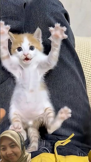 #cat #funny #cute #pets #kitten #baby #cats #catsounds #kucing #meow #animals #kitty #core #random