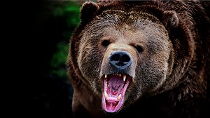 Untamed Uncut | Netflix