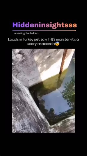 @hiddeninsightsss on Instagram: "The anaconda, also known as the giant anaconda or water boa, is one of the largest and most powerful snake species in the world. Native to the tropical rainforests of South America, especially the Amazon River Basin, the green anaconda (Eunectes murinus) holds the title for the heaviest and second-longest snake on Earth. These massive reptiles can reach lengths of 25 to 30 feet, weigh over 500 pounds, and measure more than 12 inches in diameter. Anacondas belong