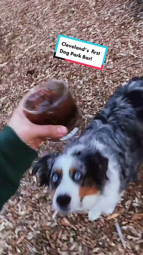 Safety comes first! #dogsoftiktok #fyp #dogs #pets #cleveland #local #barstoolsports #bar #aussies #doggydaycare #tapsandtails #foryoupage