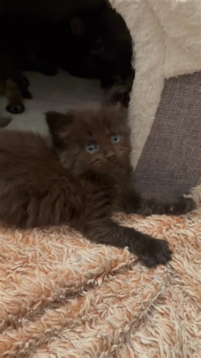 Elevage Malouchat Maine Coon on Reels