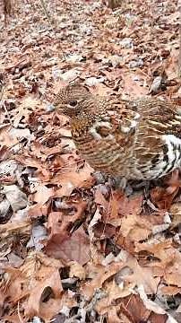 An INCREDIBLE Ruffed Grouse Encounter! (Within Arm’s Reach)