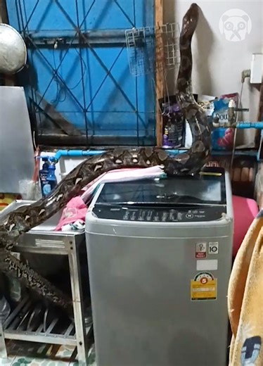 Family finds giant python slithering in the kitchen | Innovative Panda