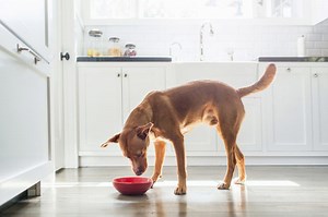 14 Ways Your Dog May Be Asking for Help