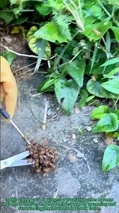 Bee Hive Defends Against Hornet | Beekeeping