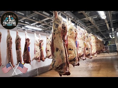 Shocking ! Seeing Argentina's Modern Cattle Slaughter Machine Using Super Advanced Machines