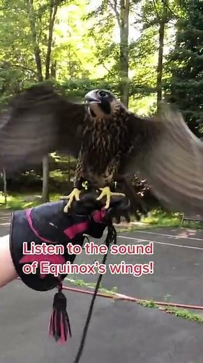 Flapping wing sound effect