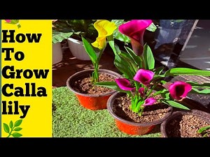 How to repot calla lily
