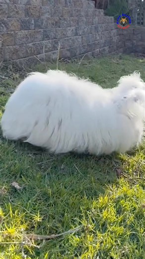 496K views · 2.6K reactions | Angora Rabbit — one of the fluffiest and most elegant creatures on Earth. ❤️ #angorarabbit #wildlife #petcare #petevent #nature #knowanytime | Know Anytime | Facebook