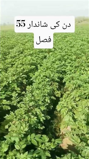 Potato crop #foryou #foryoupage #trending #ytshorts #yiutubeshort #shorts #agriculture #farmer #fyp