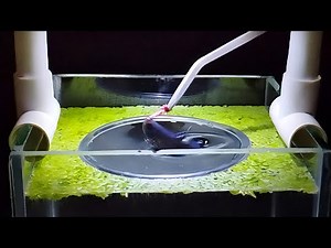 No Filter No CO2 Betta Fish Tank Setup | How to Set Up a Simple and Beautiful Betta Tank