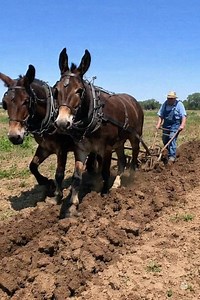 Mules Plowing!! Hutto Mule and Farming. #mules #plowing #farming | Hutto Mule and Farming
