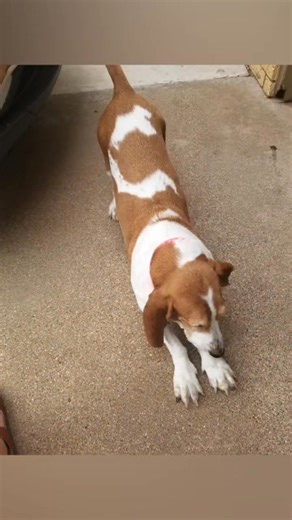 66 reactions · 10 comments | A light has gone out today. Stella, one of our retired therapy dogs, has crossed over the rainbow bridge. Her life's work was to be loved and help others. She has touched countless lives, both as a therapy dog and as mama's girl. Please enjoy these pictures as a memorial to her and share a story if you so choose. The world is a little dimmer without her.... | Lubbock ISD Muttley Crew | Facebook