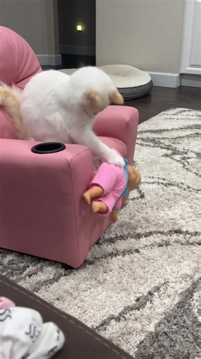 Babysitter for hire 🐱 #catsoftiktok #funnycat #pets #fyp #catlife | funny cat