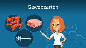 Gewebearten • menschliches Gewebe im Überblick