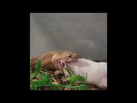 * WARNING LIVE FEEDING * Mouse Jumps while being swallowed ALIVE by the most SAVAGE Copperhead!!!