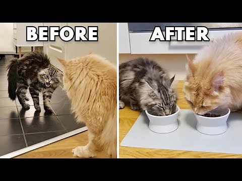 Introducing a New Kitten to Big Cats!