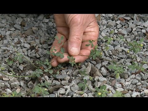 Weed of The Week: Black Medic