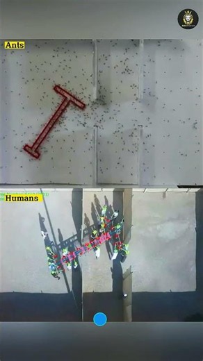 Why Ants Are Better Than Humans at Teamwork 🐜