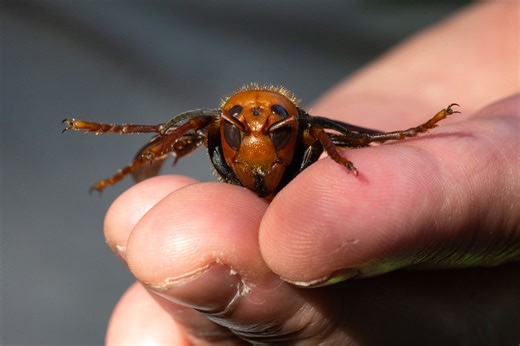 Officials Declare the U.S. Free of ‘Murder Hornets’ in a Rare Victory Against an Invasive Insect