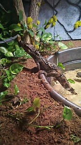 Bjorn Ironside Grabs Fish In Slow Motion! #share #shorts #followers #subscribe #bioactive #peace #learn #reptilelover #ad #pond #misunderstood #alligator #spoiled #crocodiles #caiman | Floki, The Dwarf Caiman.