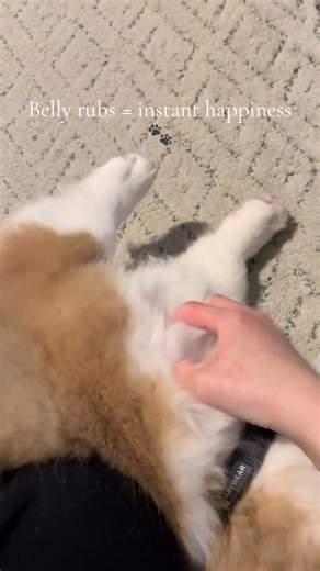 4-Month-Old Fluffy Corgi Puppy Happiness