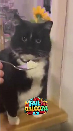 50 Animal Fail Moments