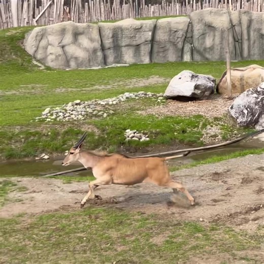 44K views · 3.8K reactions | LA GRANDE SORTIE 煉 Les animaux de la savane sont de retour dans leur parc extérieur et c’est beau à voir ! Attendez la fin de la vidéo pour entendre notre zèbre vocaliser de bonheur. 李 On vous attend dès demain, à partir de 9h30 pour l’ouverture officielle de la saison estivale 2023 !  | Miller Zoo | Facebook