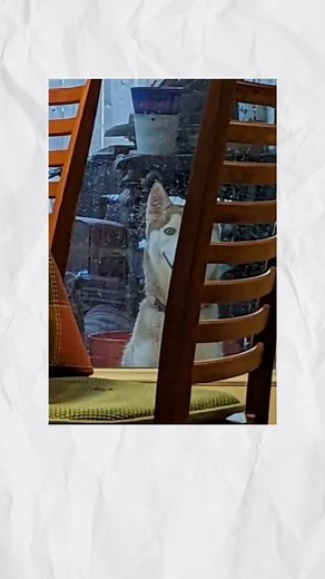 The smiling dog… #fypシ #creepy #creepypasta #greenscreen #scary #unsettling #viral #horror