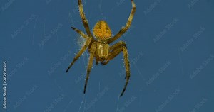 Close up of a common garden spider in its web against a blue sky background