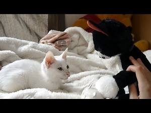 【保護猫】子猫にぬいぐるみをプレゼントしてみました kitten meeting a stuffed toy for the first time