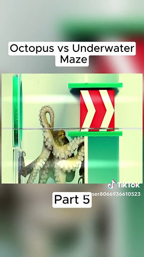 Mark Rober's Underwater Octopus Maze Experiment
